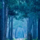 Sloth bear in Dudhwa National Park, India.