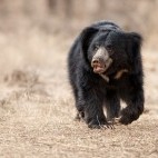 Sloth bear in India