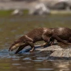 Smooth-coated otter in India