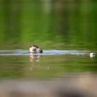 Smooth-coated otter in Dudhwa National Park, India