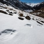 Pawprints in Ulley Valley, India.