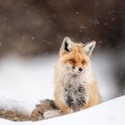 Red fox in Ulley Valley, India.