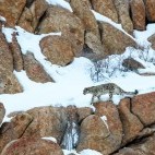 Snow leopard in Ulley Valley, India.