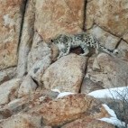 Snow leopard in Ulley Valley, India.