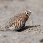 Tibetan partridge in Ulley Valley, India.