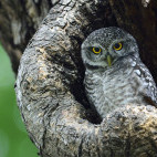 Spotted owlet in India