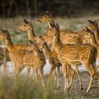 Spotted deer in Bandhavgarh National Park, India.