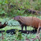 Stripe-necked mongoose in India