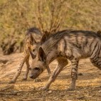 Striped hyena in India