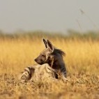 Striped hyena in Gujarat state, India