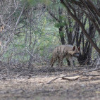 Striped hyena in India.