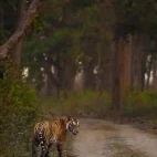 Tiger in Dudhwa National Park, India.