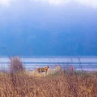 Tiger in Dudhwa National Park, India.