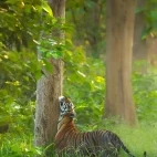 Tiger in Dudhwa National Park, India.