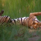 Tiger in Dudhwa National Park, India.