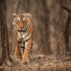 Tiger in India
