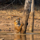 Tiger in India.