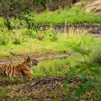 A Bengal tiger in Kanha National Park.