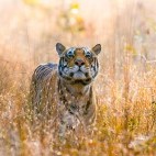 Tiger in Kanha National Park, India