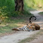 Tiger in India