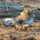 Tiger in India.