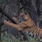 Tiger in Ranthambhore National Park, India.