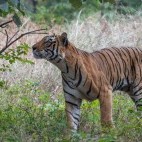 Tiger in Ranthambhore National Park, India.