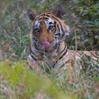 Tiger in Ranthambhore National Park, India.
