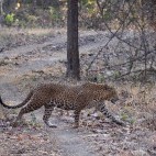 Leopard in India.