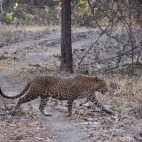 Leopard in India.