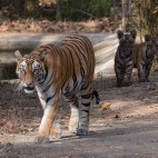 Tiger and cubs in India.