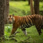 Tiger in Nagarhole National Park, India