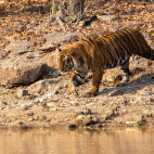 Tiger in India.