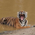 Tiger in Nagarhole National Park, India.