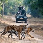 Tigress and cub in India.