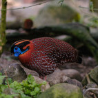 Tragopan satyr pheasant in India
