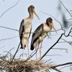 Juvenile painted storks in Okhla Bird Sanctuary, India