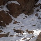 Asiatic ibex in Ulley Valley, India.