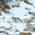 Snow leopard in Ulley Valley, India.