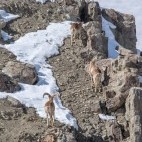 Urial in Ulley Valley, India.