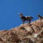 Asiatic ibex in Ulley Valley, India.