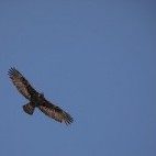 Golden eagle in flight over Ulley Valley in India.