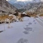 Snow leopard prints in Ulley Valley, India.