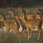 Chital in India.