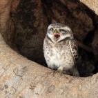 Spotted owlet in Kanha National Park. India