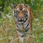 Tiger in India.