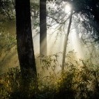 Light through bamboo forest in the Terai, India.