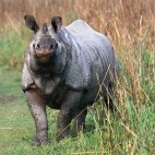 One-horned rhino in the Terai, India.