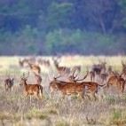 Spotted deer in the Terai, India.