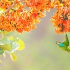 Vernal hanging parrot in India
